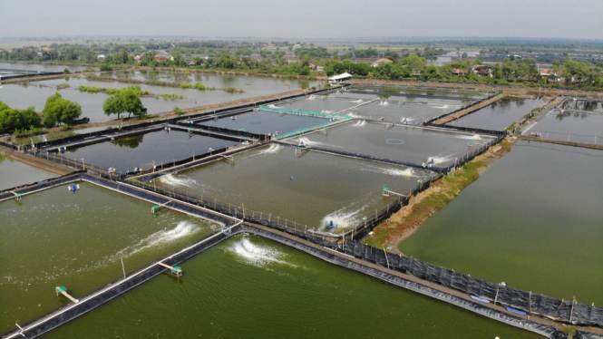Tambak Udang Vaname yang dikelola oleh eFishery dan Baba Rafi.