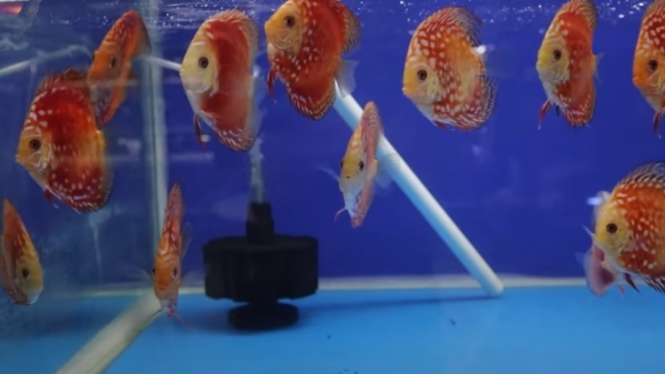 Ikan Discus