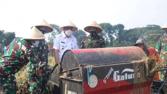 Wagub DKI Jakarta Ariza Patria panen padi di lahan sawah Lanud Halim 