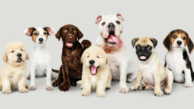 Ilustrasi hewan peliharaan/anjing.