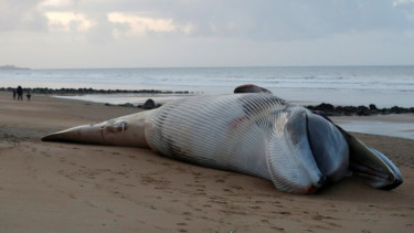 Ikan paus sirip terdampar di pantai