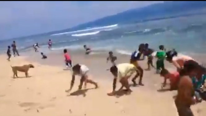 Viral Ribuan Ikan Terdampar di Pesisir Maluku Utara