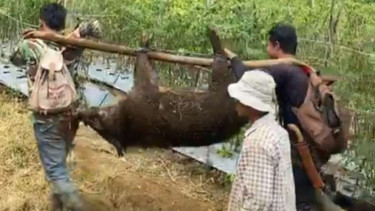 Warga di Garut menangkap babi hutan yang meresahkan.