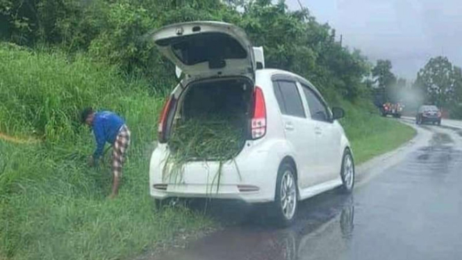 Mobil impor Daihatsu Sirion dipakai angkut rumput untuk pakan ternak.