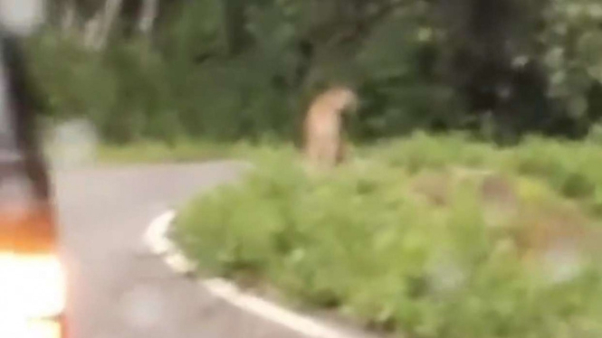 Harimau Sumatera lalu lalang di Jalan.