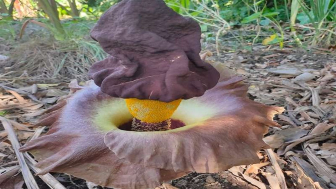 Penampakan bunga bangkai yang tumbuh di kebun warga Kalimantan Barat