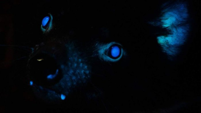 Peneliti merasa yakin mereka adalah yang pertama kali di dunia menemukan jika Tasmanian devil bisa menyala di bawah sinar UV.