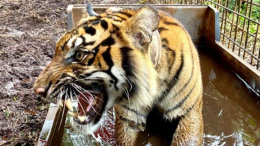 Corina, Harimau Sumateran dilepas ke alam liar.