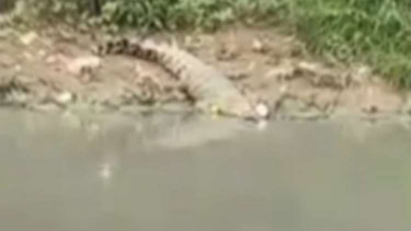 Ilustrasi buaya di sungai.