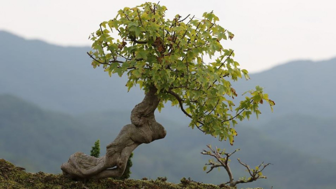 Bahan Bonsai di Alam sumber photo Pixabay