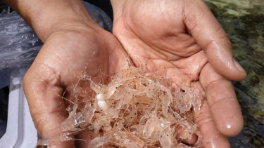 Benih Lobster yang dilepasliarkan KKP.