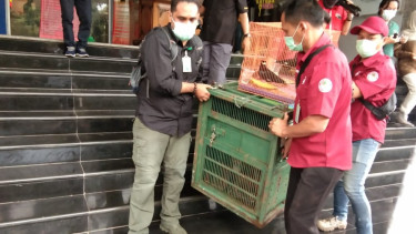 Satwa Dilindungi yang Diperjualbelikan Pelaku YI