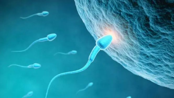 Sperma.