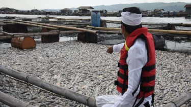 Puluhan ton ikan mati di Waduk Jatiluhur Purwakarta
