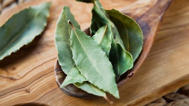 Daun salam