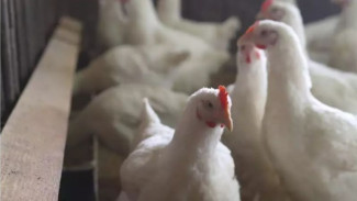 Flu Burung H10N3 di China Menginfeksi Manusia, Bisa Jadi Wabah?