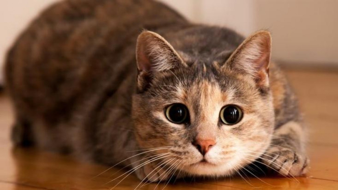 Kucing.