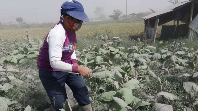 Petani di sekitar Gunung Sinabung.
