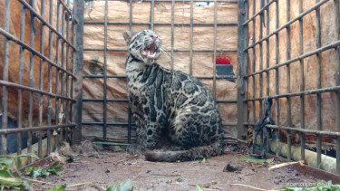 Macan Dahan yang memangsa 5 ekor kambing milik warga