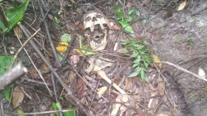 Kerangka manusia yang ditemukan seorang abdi dalem Keraton Yogyakarta usai ritual Labuhan Merapi di Gunung Merapi, perbatasan DI Yogyakarta dengan Jawa Tengah, Senin, 15 Maret 2021.