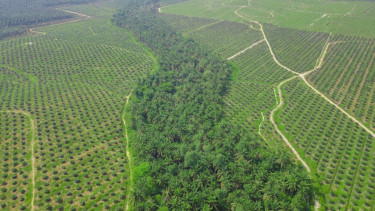 Lahan peremajaan sawit atau replanting.