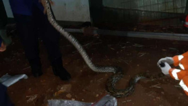 Ular sanca 3,5 meter yang ditemukan di Jagakarsa.