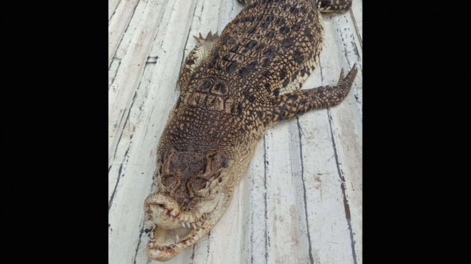 Buaya besar masuk ke perumahan warga di Depok, Jawa Barat.