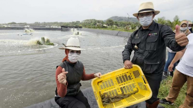 Gubernur Jawa Barat Ridwan Kamil (kanan) saat panen udang.
