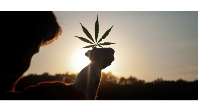 Tanaman ganja.