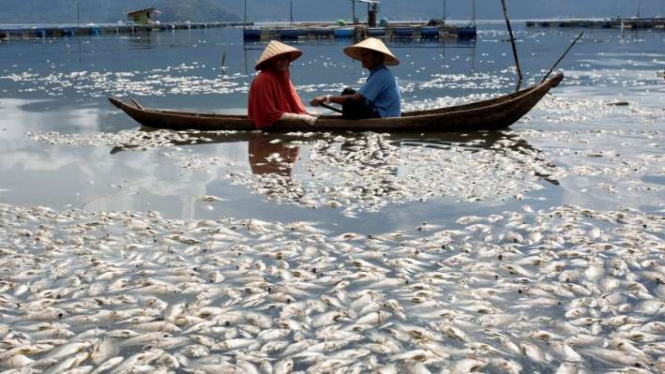 Ikan mati mendadak secara massal di Danau Maninjau, Agam, Sumatera Barat.
