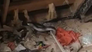 Kobra 1 meter di rumah warga di Kamal, Jakbar