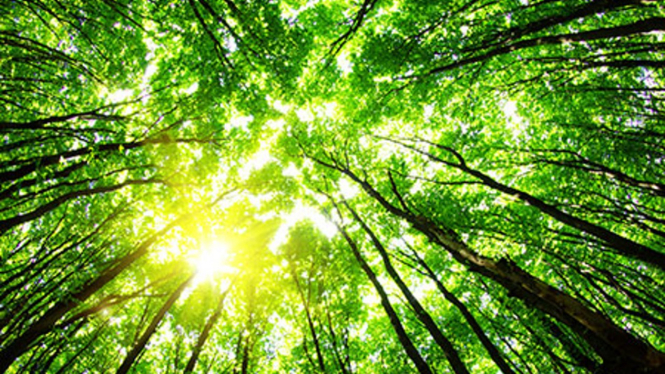 Konsep ramah lingkungan / eco-culture / green industry.