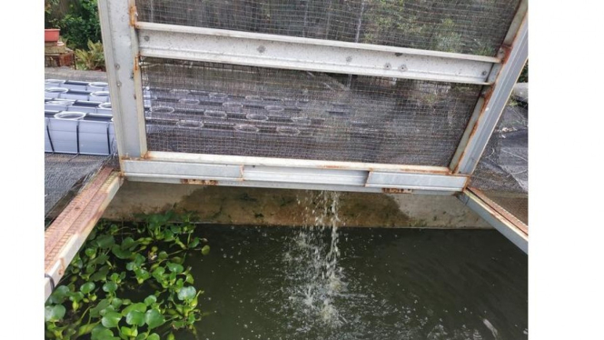 Kolam ikan lele, Pamulang Timur 