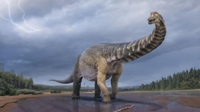 Ilustrasi Australotitan - dinosaurus terbesar di Australia.
QUEENSLAND MUSEUM
BBC Indonesia