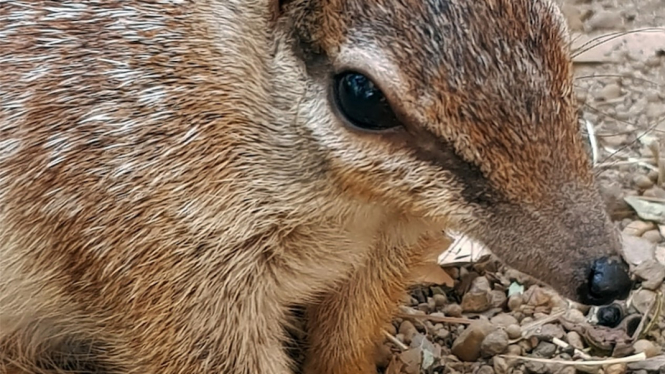 Seekor numbat, hewan asli Australia, yang diberi nama Kirra, dilaporkan mati di kebun binatang Perth. Kirra disebut-sebut sebagai numbat tertua di dunia. (Supplied: Perth Zoo)