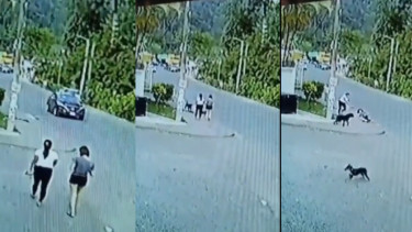 Viral detik-detik wanita tertabrak anjing di jalan (Instagram/energisolo)