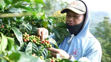 Petani memetik kopi Arabika Windusari saat panen.