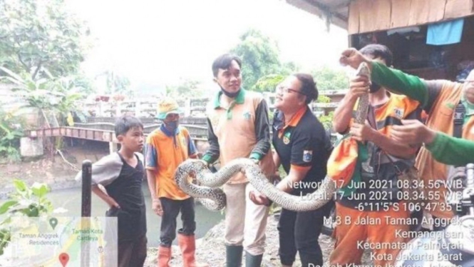 Ular sanca 5 meter ditemukan di dekat DPP Golkar Slipi, Jakarta.