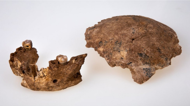 Avi Levin and Ilan Theiler, Sackler Faculty of Med
Fragmen tengkorak dan tulang rahang ditemukan di dekat Ramla di Israel. BBC Indonesia