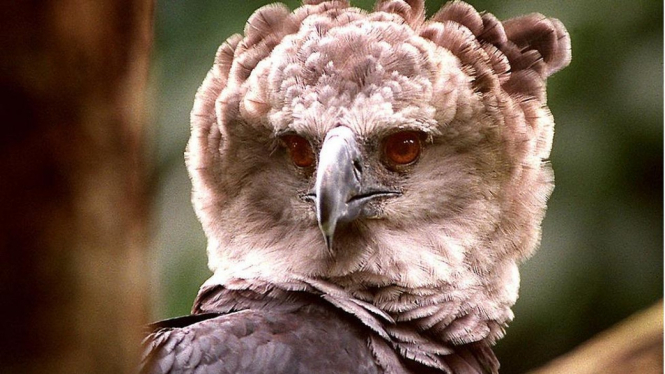 Elang Harpy di Amazon. Getty Images via BBC Indonesia
