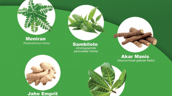 Tanaman herbal asli Indonesia.