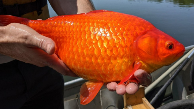 Ikan mas raksasa, City of Burnsville. BBC Indonesia