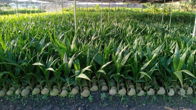 Kebon Kelapa Pandan Wangi di Sumatera Utara.