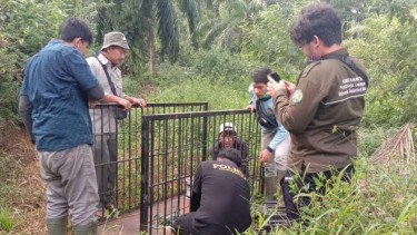 BKSDA menyiapkan kandang jebak untuk menangkap Harimau Sumatera.