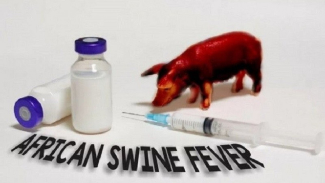Ilustrasi virus demam babi.