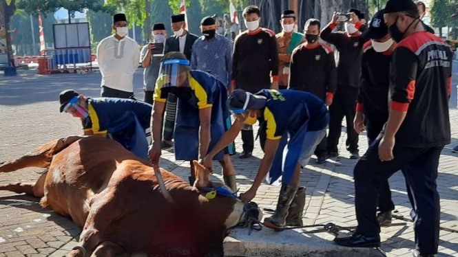 Menyembelih sapi hewan kurban dalam momen hari raya Idul Adha.
