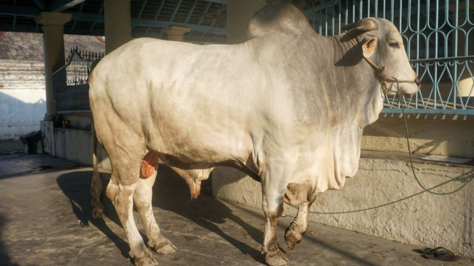 Sapi kurban Presiden Jokowi di Solo.