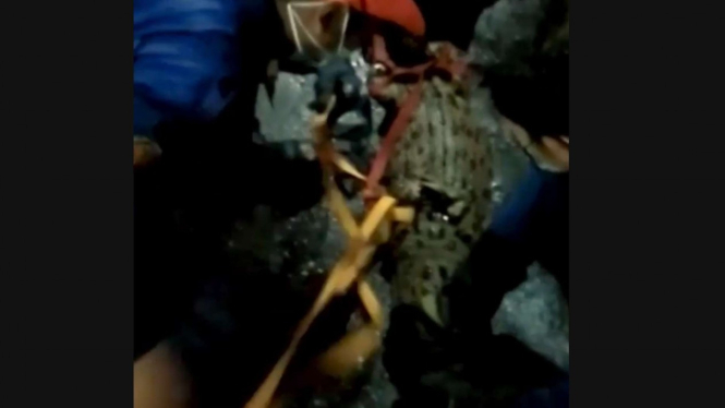 Buaya panjang 1,7 meter muncul di selokan warga Tambora.