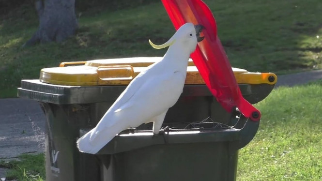 Burung-burung Kakatau di perkotaan mencari makanan dengan cara membuka penutup tempat sampah setelah meniru satu sama lain. (Supplied:Â Barbara Klump/Max Planck Institute of Animal Behavior)