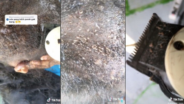 Viral Panen Kutu di Kepala Wanita saat Dicukur (TikTok/marmut_kece)